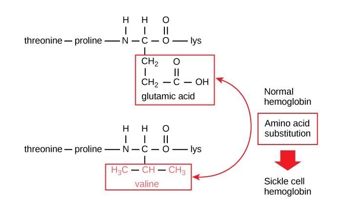 β 鏈片段的取代